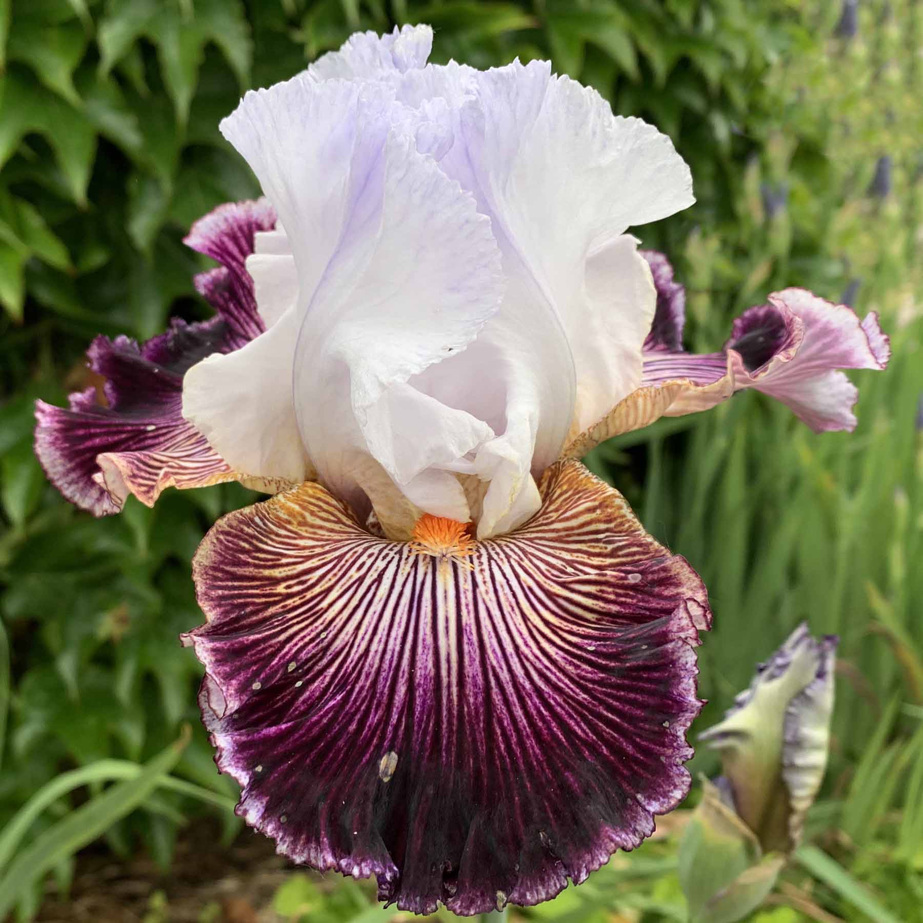 IL CANTO DELLE SIRENE.jpg